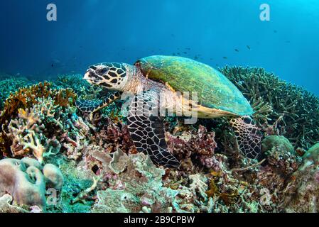 A hawksbill turtle rests on a coral reef, Raja Ampat, Indonesia. Stock Photo