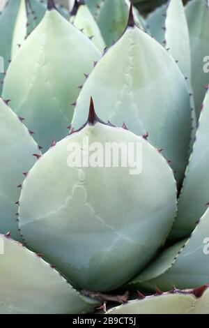 Close-up of leaves and spines of Agave Parryi var. huachucensis. Agave huachucensis or Huachuca agave. Stock Photo