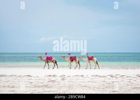Three camels isolated on the beach in Africa , Gallu Diani beach and Watamu Kenya and kite flying Zanzibar.  destinationJambiani and Paje, Zanzibar Stock Photo