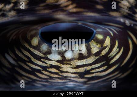 Detail of the mantle on a giant clam, Tridacna derasa. Stock Photo
