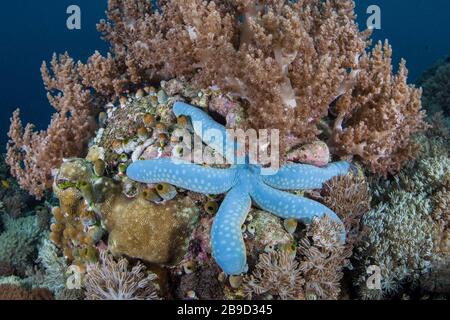 A blue sea star, Linkia laevigata, clings to a healthy coral reef. Stock Photo