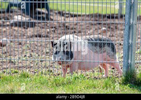 miniature pig with black and white fur standing on a farmyard behind a metal fence Stock Photo