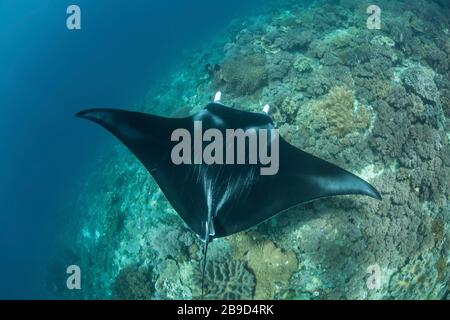 A large manta ray, Manta alfredi, swimming along a reef. Stock Photo