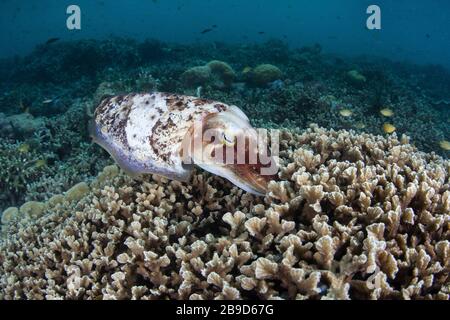 A broadclub cuttlefish, Sepia latimanus, lays eggs in a coral colony on a reef. Stock Photo