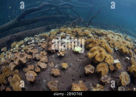 Mushroom soft corals grow in a blue water mangrove forest. Stock Photo
