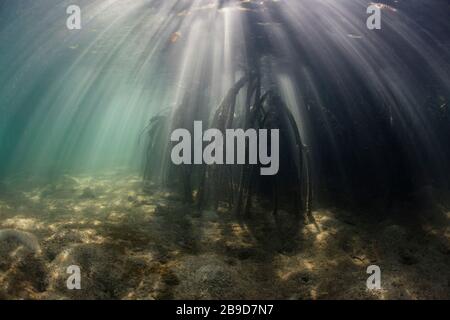 Bright beams of sunlight pierce the underwater shadows of a mangrove forest. Stock Photo