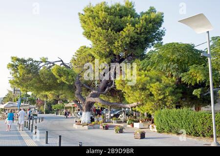 Big tropical unusual canopy Pine tree. Stock Photo