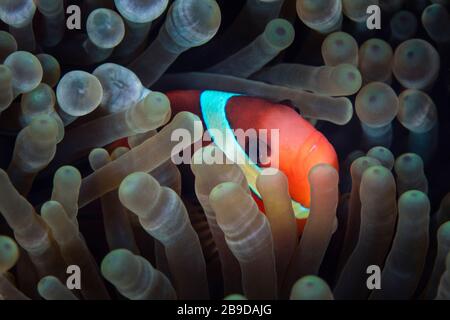 A red and black anemonefish, Amphiprion melanopus swims among its host anemone. Stock Photo