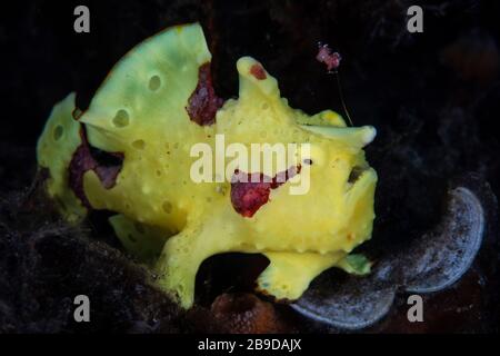 A colorful warty frogfish, Antennarius maculatus, as it waits for prey to swim close by. Stock Photo