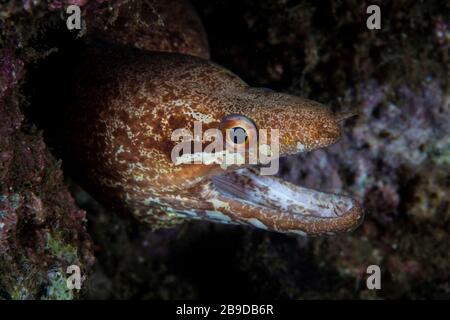 A barred-fin moray eel, Gymnothorax zonipectus. Stock Photo