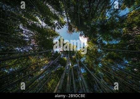 Shot of bamboo forest from below Stock Photo