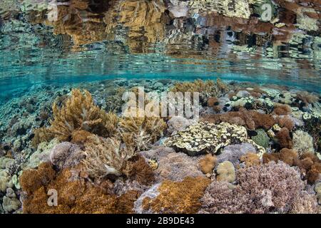 A healthy coral reef thrives in Komodo National Park, Indonesia. Stock Photo