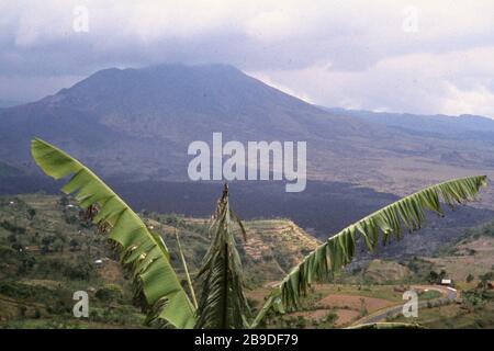 View over a palm tree to the Gunung Batur volcano rising into the clouds. [automated translation]