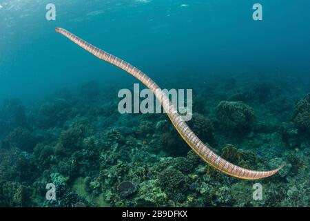 A black-banded sea krait, Laticauda semifasciata, in the Banda Sea, Indonesia. Stock Photo