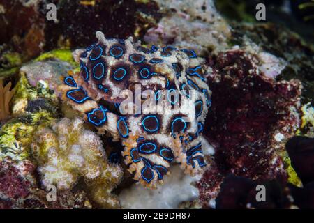A greater blue-ring octopus, Hapalochlaena lunulata, crawls across a coral reef.