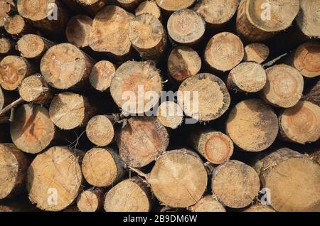 Close up picture of stacked tree logs. Stock Photo
