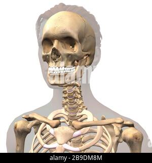 3D illustration of female skull, shoulders and vertebral column inside gray outline. Stock Photo