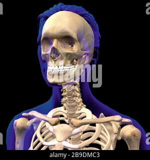 3D illustration of female skull, shoulders and vertebral column inside an indigo transparent outline. Stock Photo