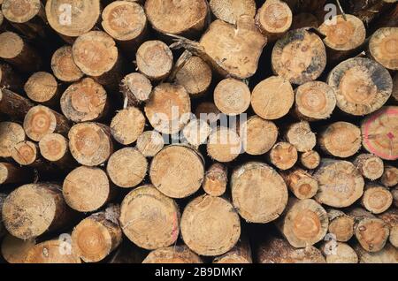 Close up picture of stacked tree logs. Stock Photo
