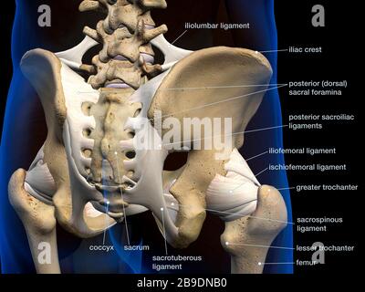 Rear view of male pelvis, hip, leg bones and ligaments labeled on a black background. Stock Photo