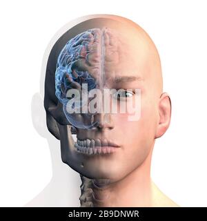 3D rendering of human head and brain on white background.