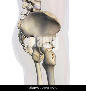 Lateral view of male pelvis, hip, and leg bones on a white background. Stock Photo