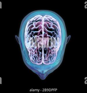 3D rendering of human head and brain with glow, top view on black background. Stock Photo