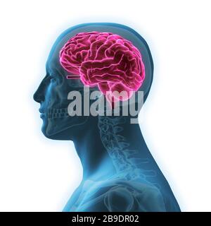 Glowing X-ray image of human brain in blue wireframe on isolated black ...