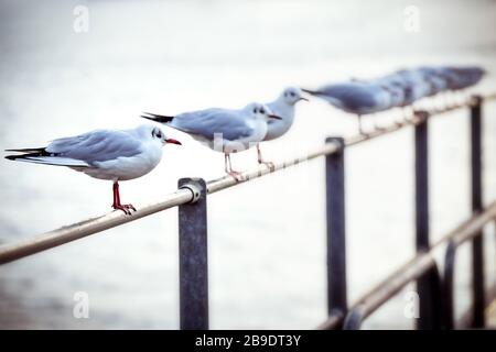 Black-headed gulls, Chroicocephalus ridibundus, on the Elbe in Hamburg, Germany, Europe, Lachmöwen, an der Elbe in Hamburg, Deutschland, Europa Stock Photo