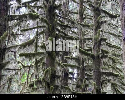 spruce tree branches covered in moss at hoh rainforest Stock Photo