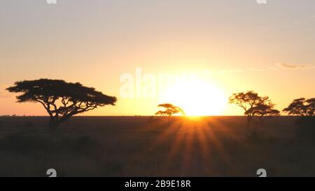 sunset shot of acacia trees in serengeti np Stock Photo