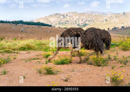 Big ostriches walking and grazing in Eswatini, Africa Stock Photo