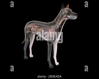 Dog anatomy with internal organs. Stock Photo