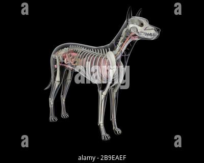 Dog anatomy with internal organs and skeletal structure. Stock Photo
