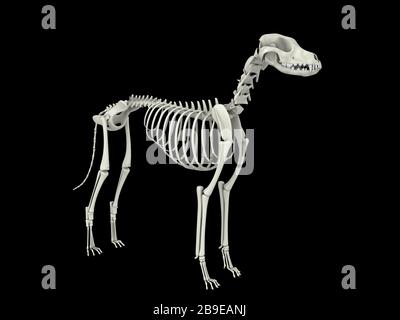 Skeletal system of a dog, side view. Stock Photo