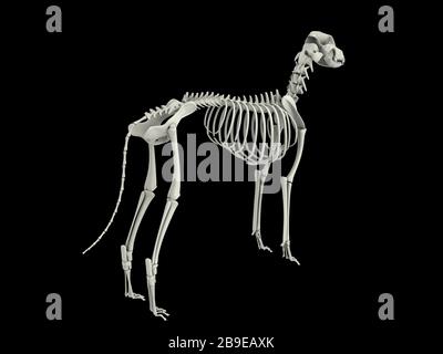 Skeletal system of a dog, rear view. Stock Photo