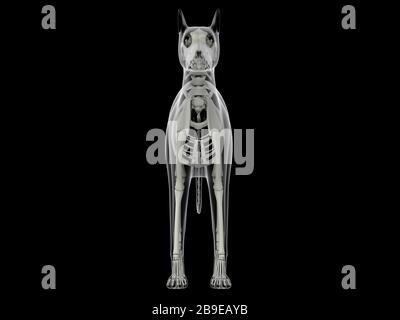 Skeletal system of a dog, x-ray front view. Stock Photo