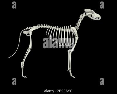 Skeletal system of a dog, side view. Stock Photo