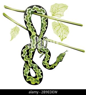 Snake on a tree. isolated on white background. - vector illustration Stock Vector
