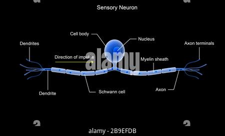 Conceptual image of a sensory neuron. Stock Photo