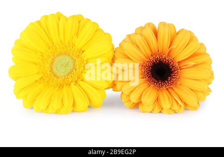 Wonderful yellow Gerberas (Asteraceae) isolated on white background, including clipping path without shade. Germany Stock Photo