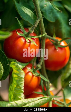 Red tomatoes growing on the branches - selective focus, copy space Stock Photo