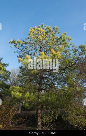 Winter Foliage of an Evergreen Chinese Red Pine Tree (Pinus tabuliformis) with a Bright Blue Sky Background in a Garden in Rural Devon, England, UK Stock Photo