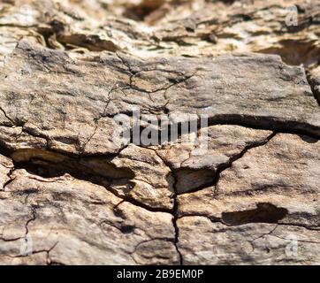 Surface of a dead tree Stock Photo