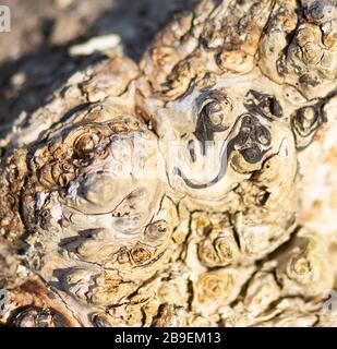Surface of a dead tree Stock Photo