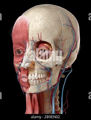 Human anatomy of head with skull, eye bulbs, blood vessels and muscles, black background. Stock Photo