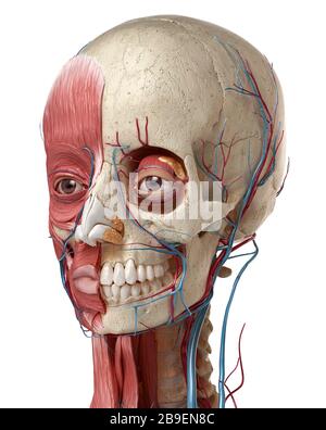 Human anatomy of head with skull, eye bulbs, blood vessels and muscles, white background. Stock Photo