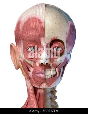 Split view anatomy of the human facial muscles and skull, white