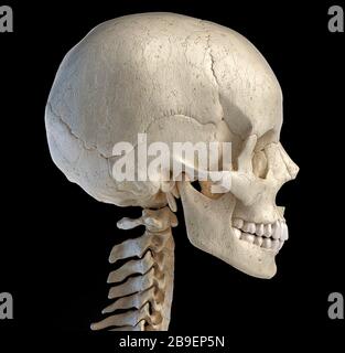 3D illustration of the human skull, lateral view on black background. Stock Photo