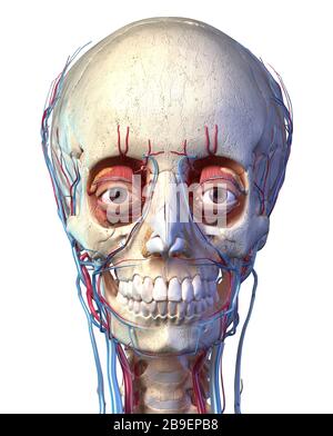 Front view of human skull with eyes, veins and arteries on white background. Stock Photo